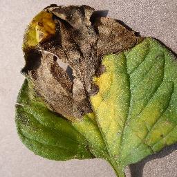 Late Blight 1