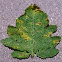 Septoria 1