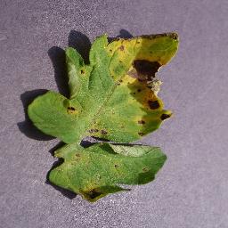 Septoria 4