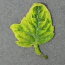 YLCV 2
