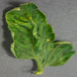 YLCV 4