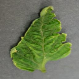 YLCV 5